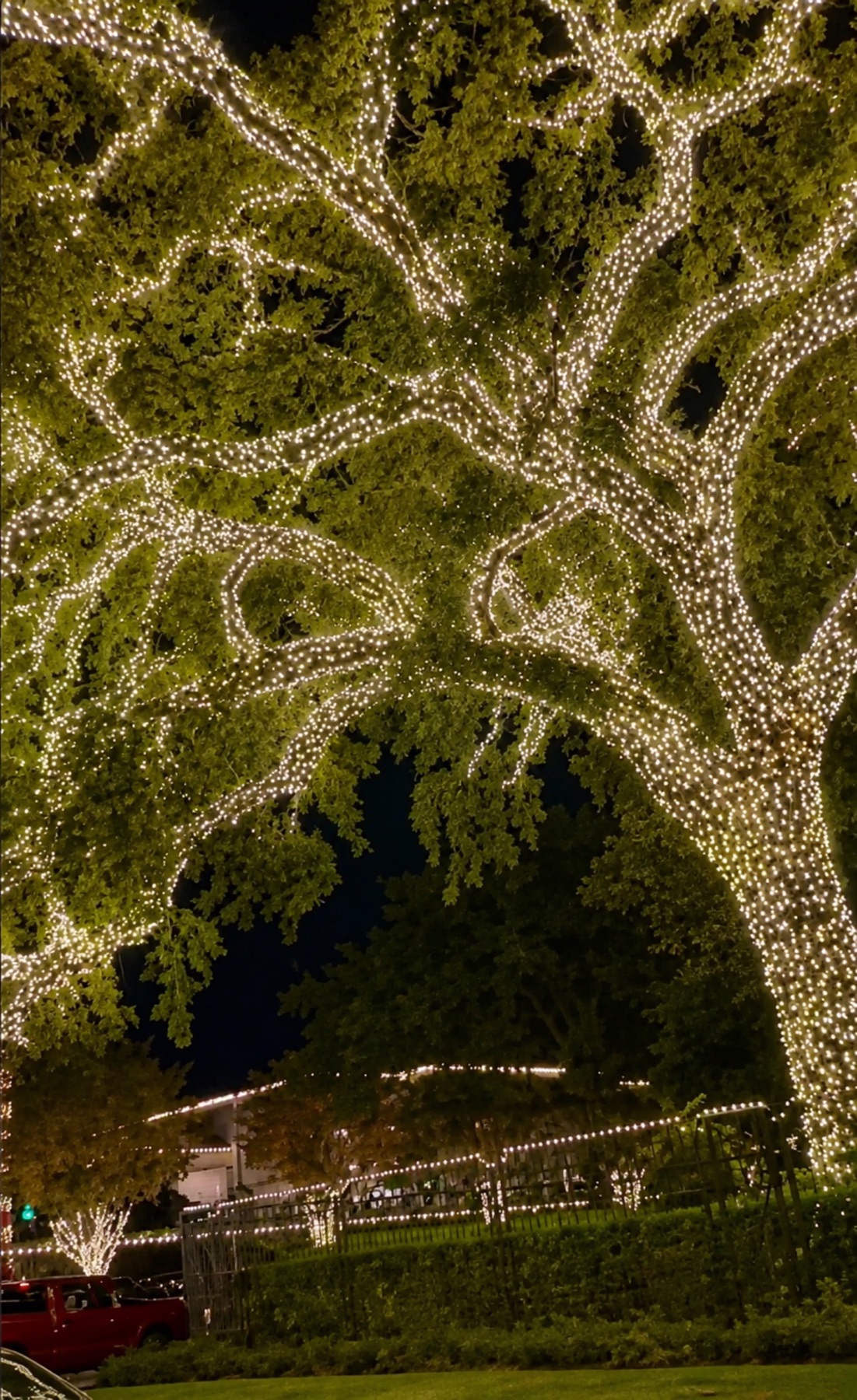 View looking up through broad tree branches tightly wrapped in warm white string lights.