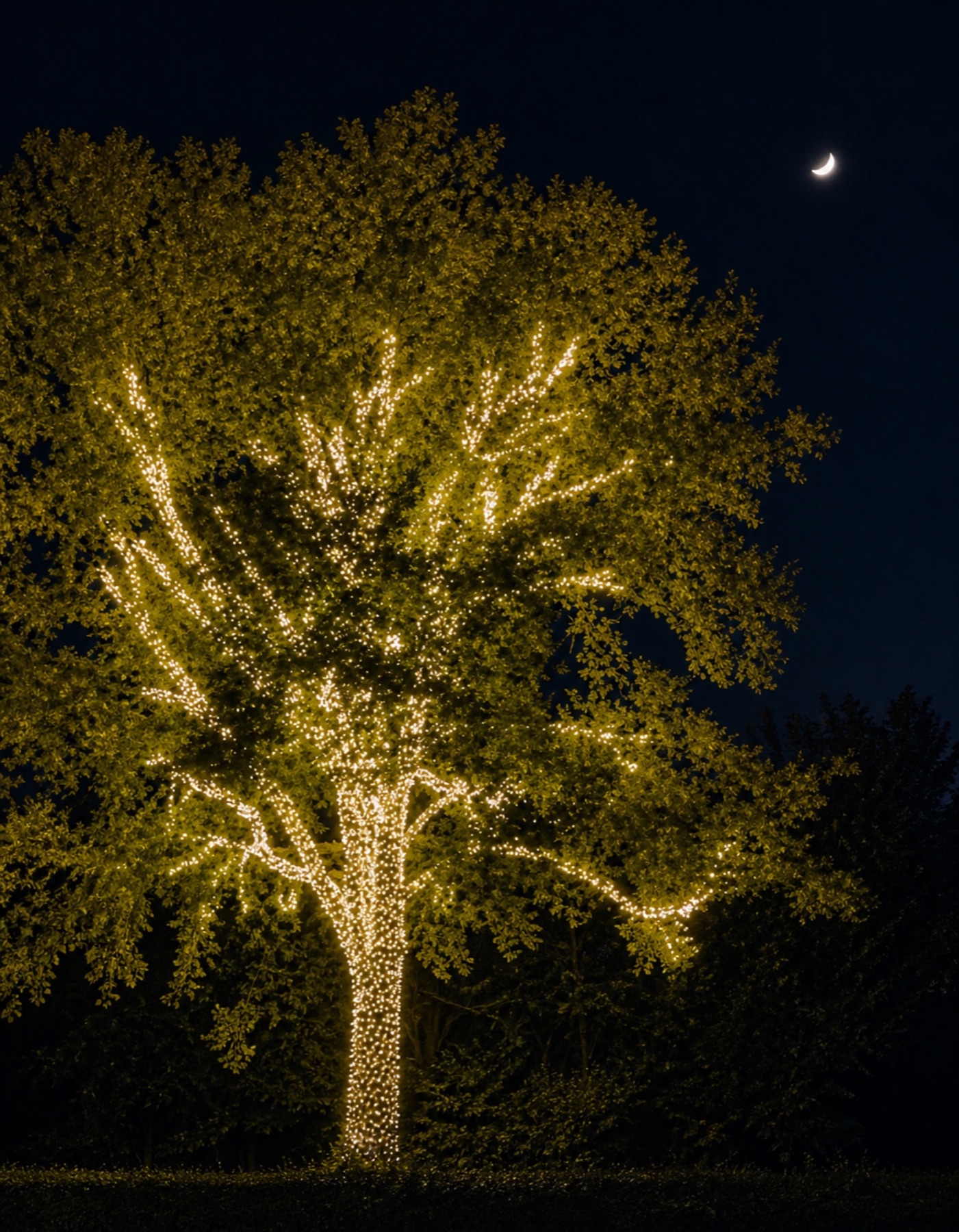 Large leafy tree densely wrapped in warm white lights beneath a crescent moon.